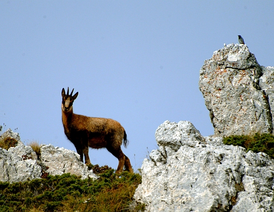 Camoscio d''Abruzzo Rupicapra pyrenaica ornata